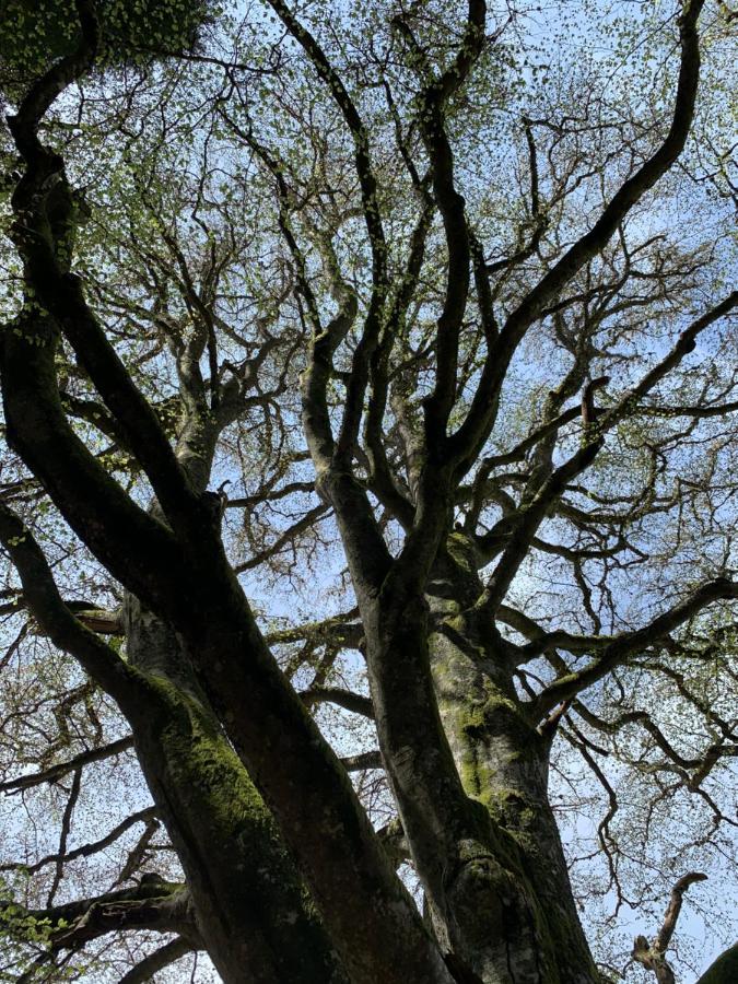 Gite " Oree Des Bois" Vertolaye Eksteriør bilde