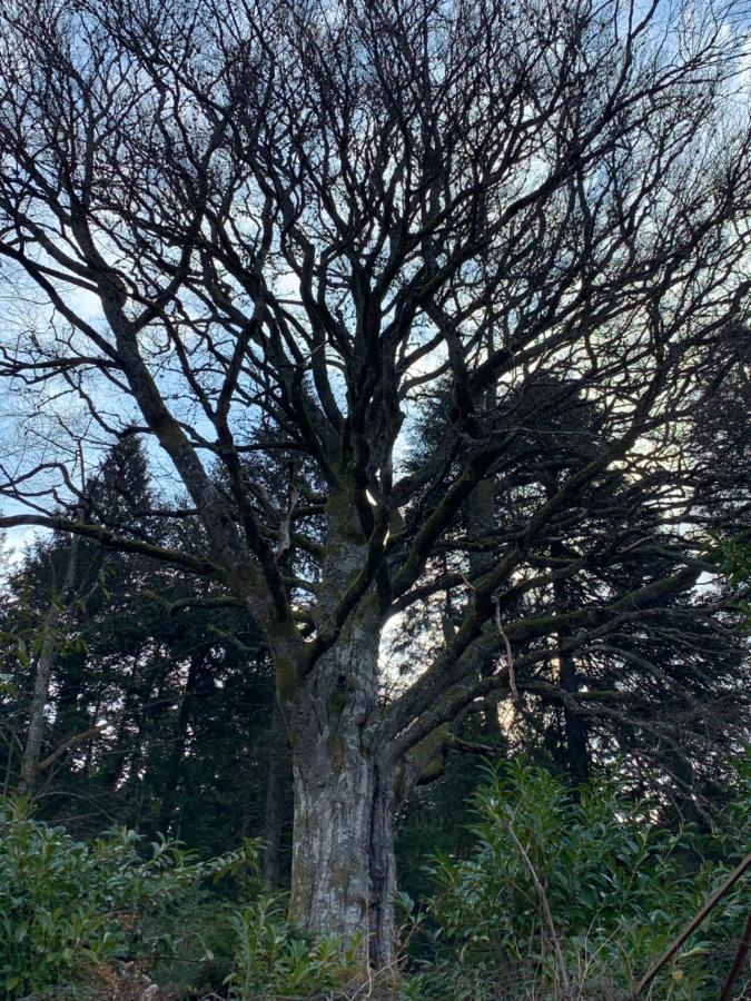 Gite " Oree Des Bois" Vertolaye Eksteriør bilde