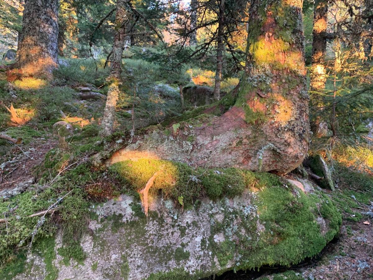 Gite " Oree Des Bois" Vertolaye Eksteriør bilde