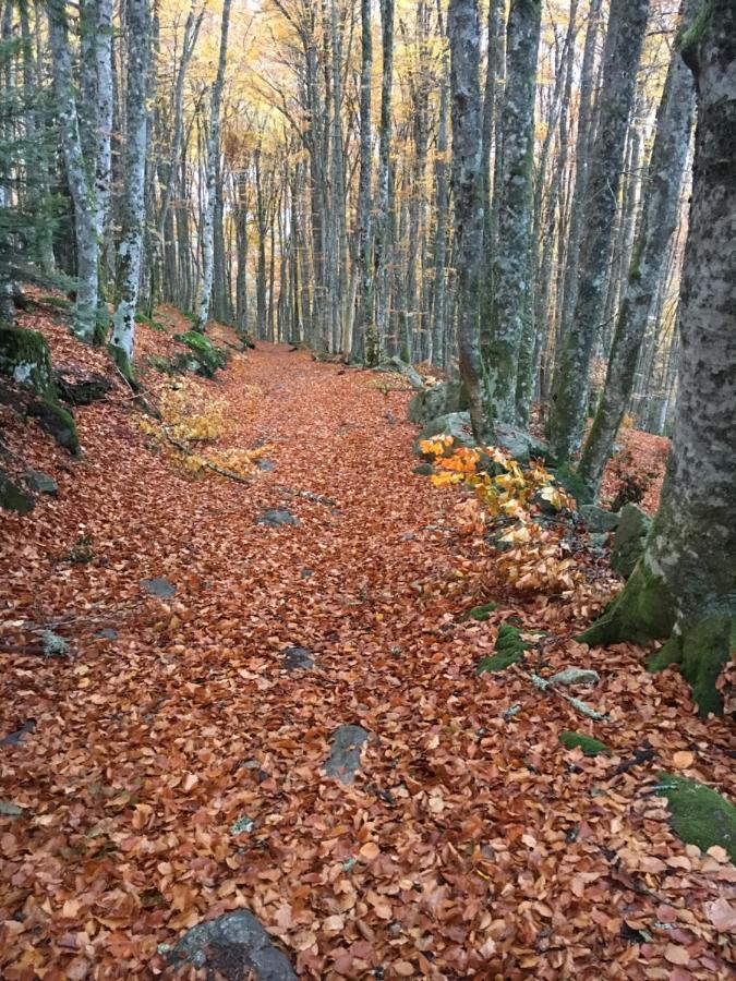 Gite " Oree Des Bois" Vertolaye Eksteriør bilde