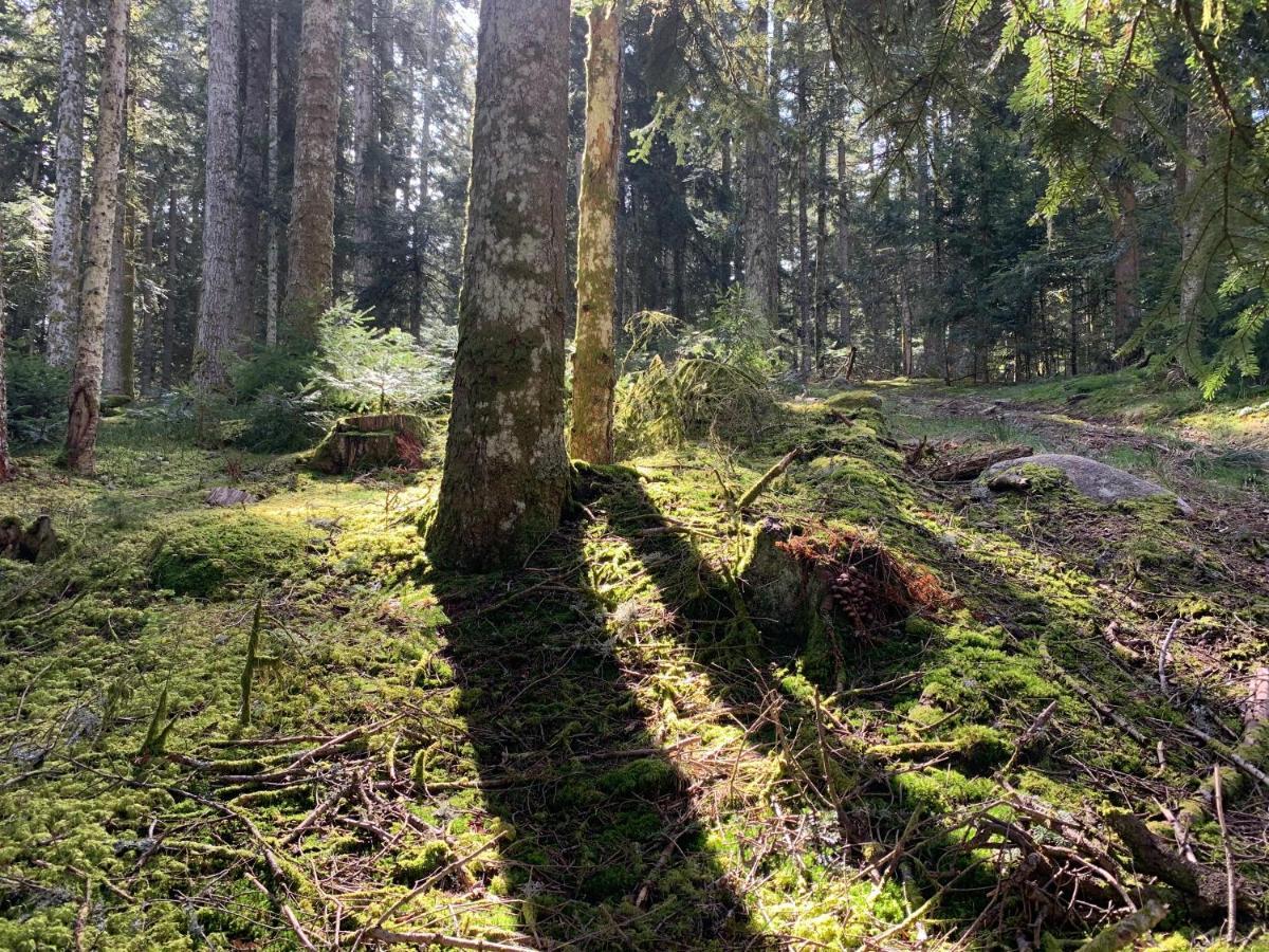 Gite " Oree Des Bois" Vertolaye Eksteriør bilde